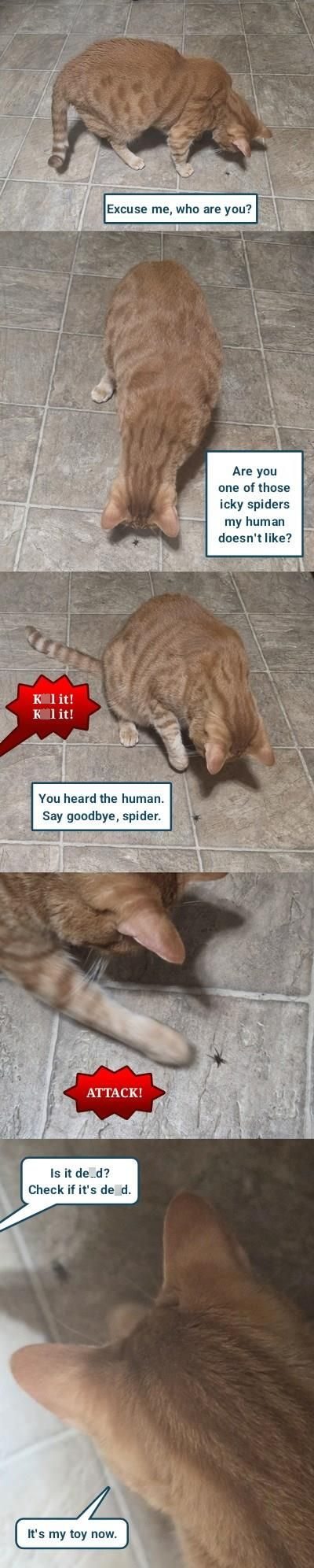 K lit! K l it! Excuse me, who are you? You heard the human. Say goodbye, spider. ATTACK! Is it de_d? Check if it's de d. It's my toy now. Are you one of those icky spiders my human doesn't like?