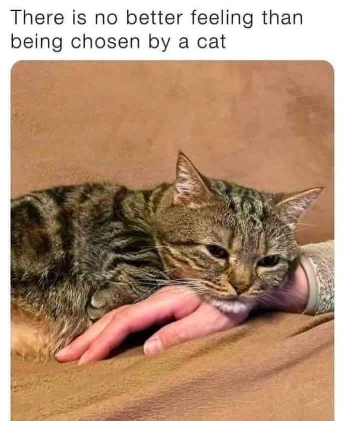 There is no better feeling than being chosen by a cat