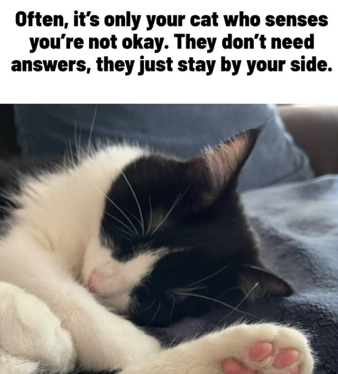 Often, it's only your cat who senses you're not okay. They don't need answers, they just stay by your side.