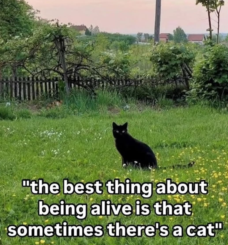 "the best thing about being alive is that sometimes there's a cat"