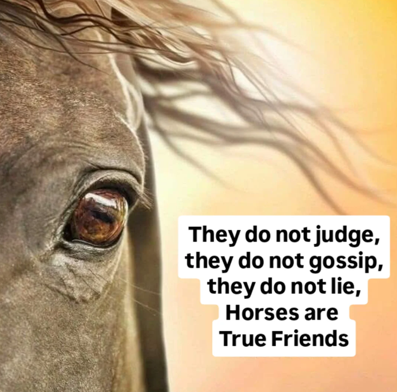 They do not judge, they do not gossip, they do not lie, Horses are True Friends