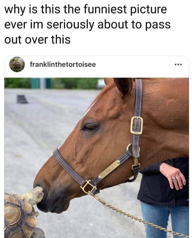 why is this the funniest picture ever im seriously about to pass out over this franklinthetortoisee CLANCEY