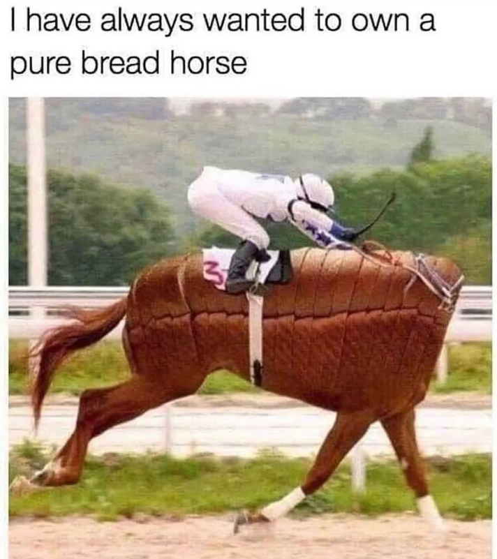 I have always wanted to own a pure bread horse 3