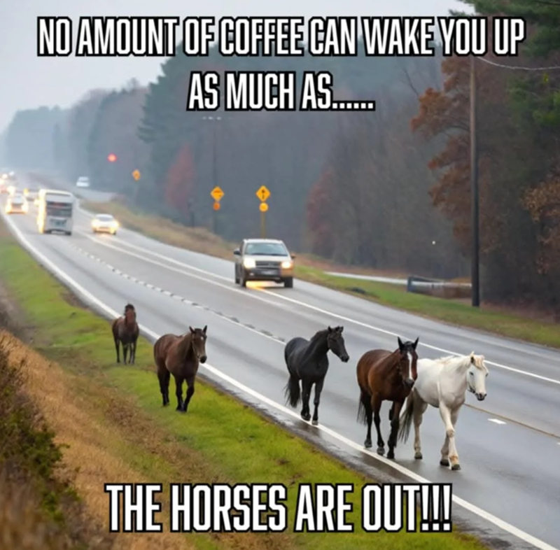 NO AMOUNT OF COFFEE CAN WAKE YOU UP AS MUCH AS...... THE HORSES ARE OUT!!!!