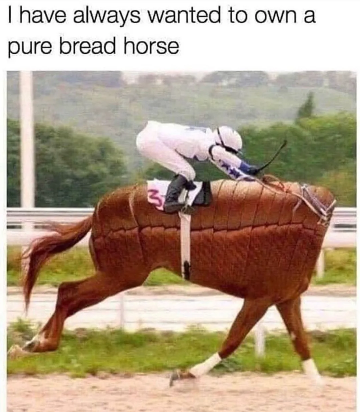 I have always wanted to own a pure bread horse 3