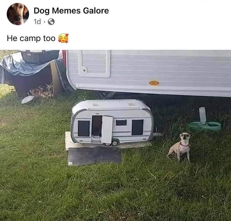 Dog Memes Galore 1d . He camp too