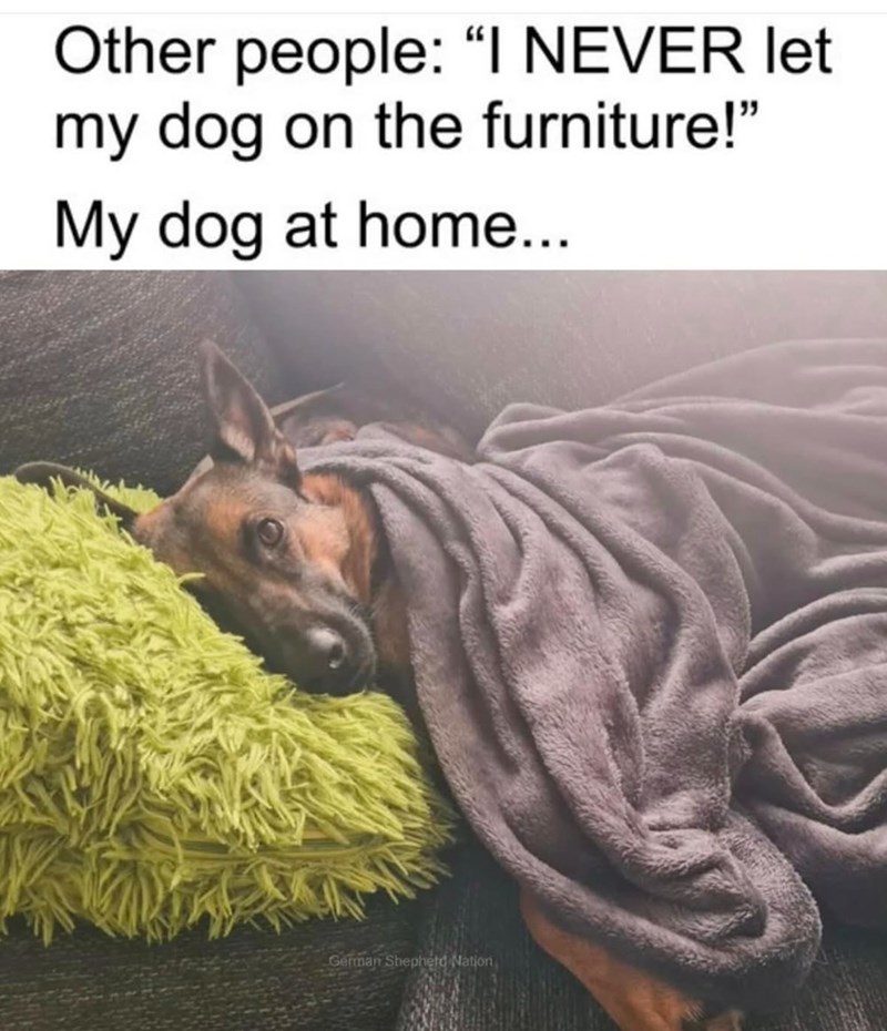 Other people: "I NEVER let my dog on the furniture!" My dog at home... German Shepherd Nation