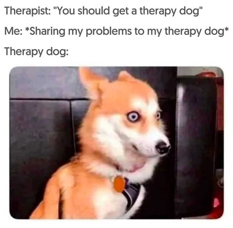 Therapist: "You should get a therapy dog" Me: *Sharing my problems to my therapy dog* Therapy dog: