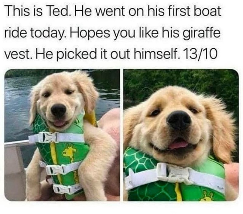 This is Ted. He went on his first boat ride today. Hopes you like his giraffe vest. He picked it out himself. 13/10