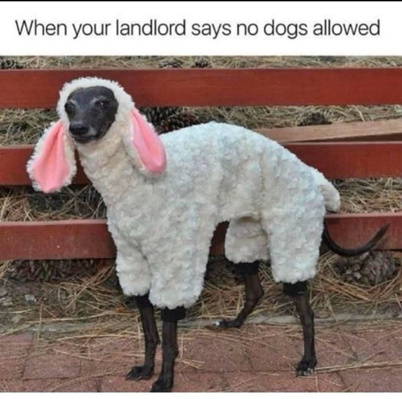 When your landlord says no dogs allowed