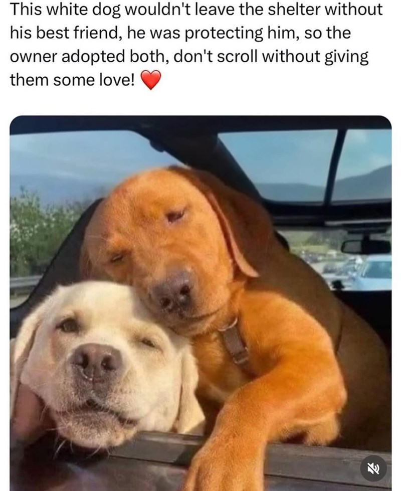 This white dog wouldn't leave the shelter without his best friend, he was protecting him, so the owner adopted both, don't scroll without giving them some love! K