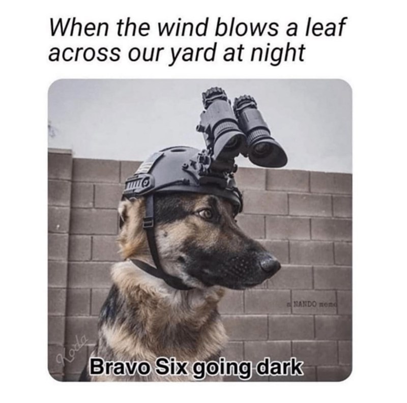 Koda When the wind blows a leaf across our yard at night ww Bravo Six going dark NANDO mond