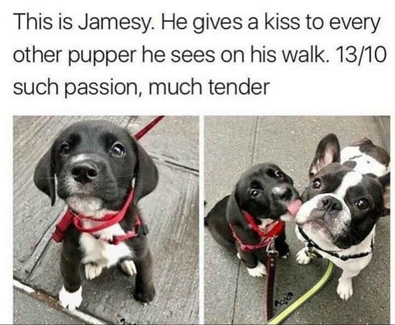 This is Jamesy. He gives a kiss to every other pupper he sees on his walk. 13/10 such passion, much tender