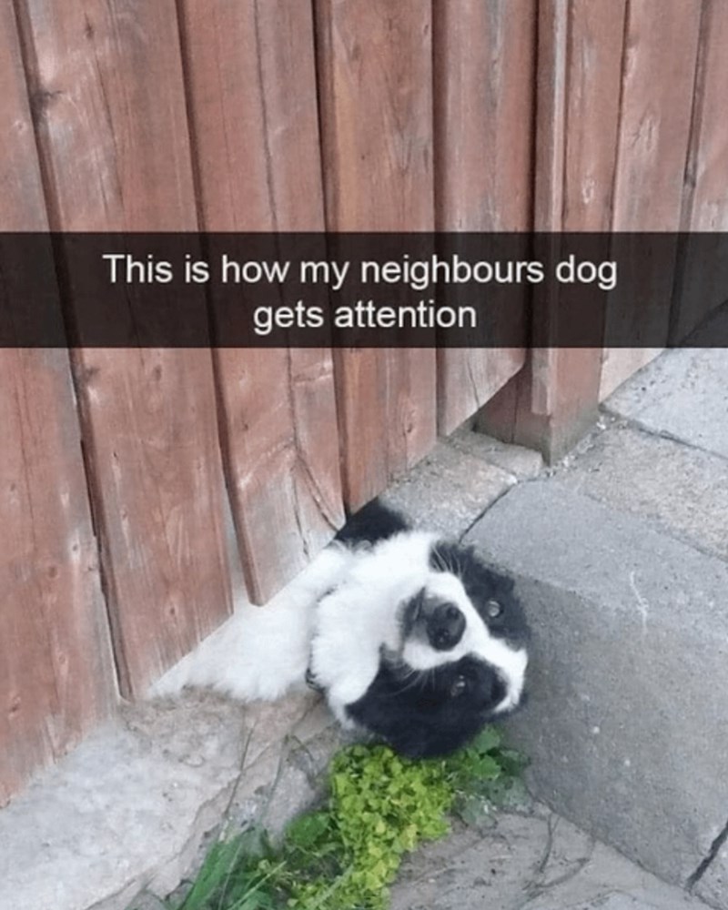This is how my neighbours dog gets attention