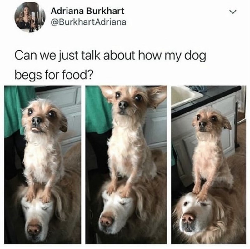 Adriana Burkhart @BurkhartAdriana > Can we just talk about how my dog begs for food?