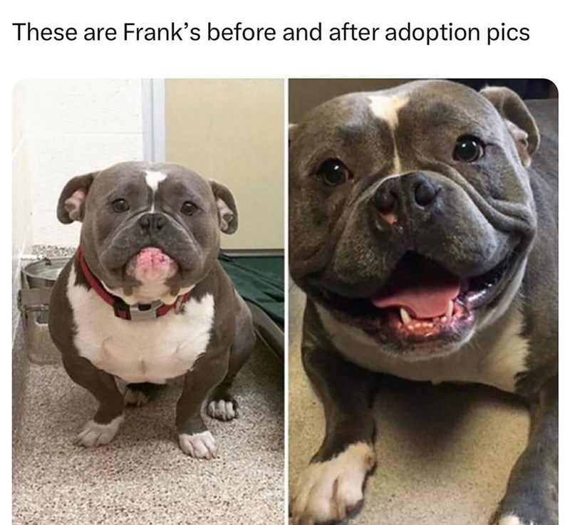 These are Frank's before and after adoption pics