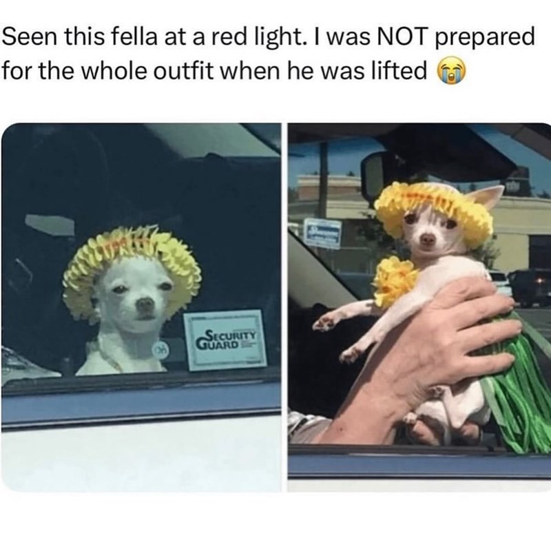 Seen this fella at a red light. I was NOT prepared for the whole outfit when he was lifted SECURITY GUARD
