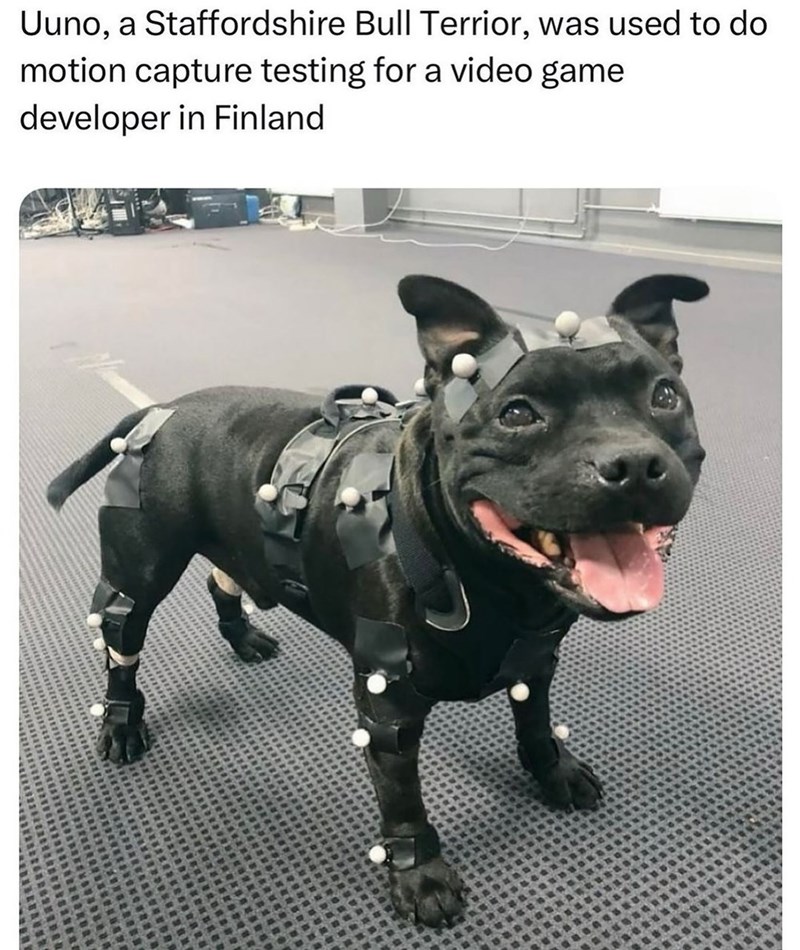 Uuno, a Staffordshire Bull Terrior, was used to do motion capture testing for a video game developer in Finland