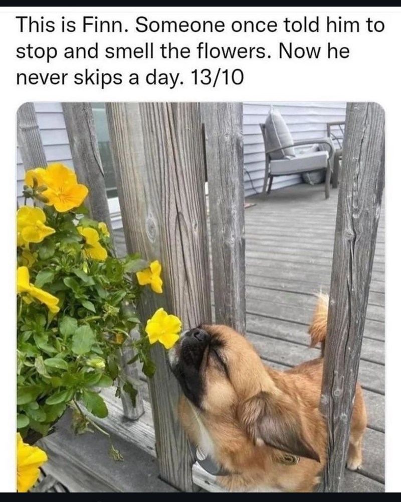 This is Finn. Someone once told him to stop and smell the flowers. Now he never skips a day. 13/10