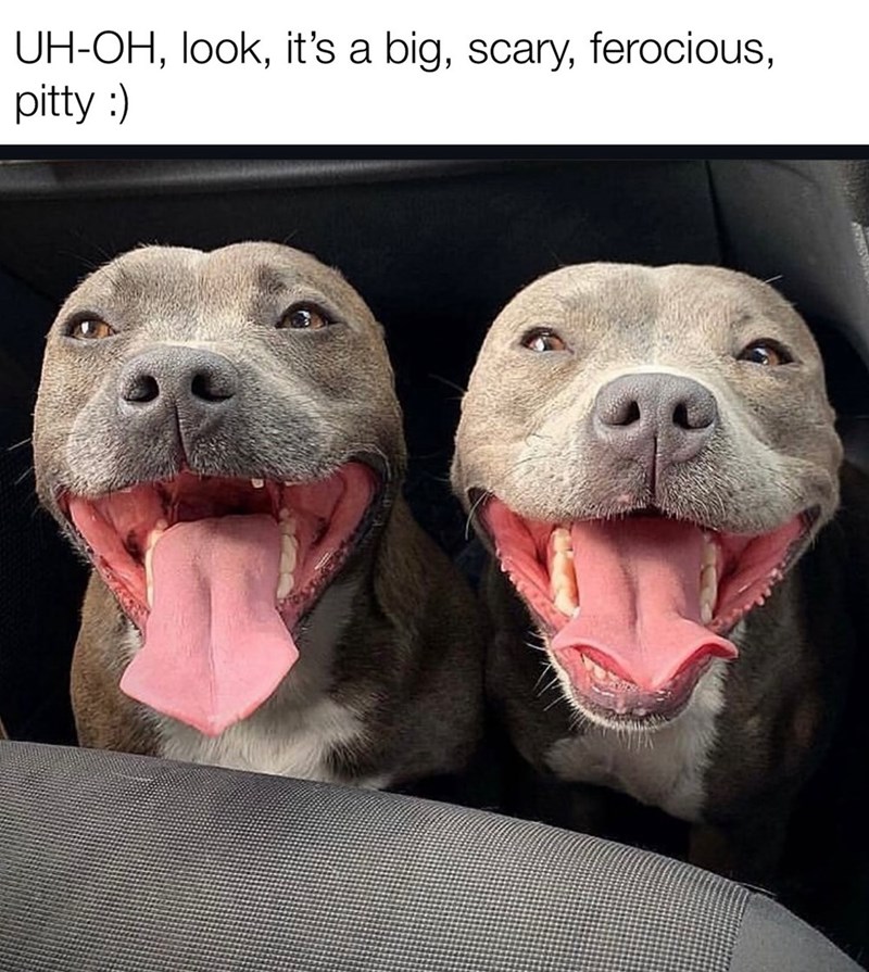 UH-OH, look, it's a big, scary, ferocious, pitty :)