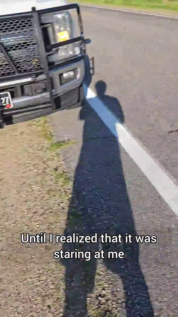 Until I realized that it was staring at me