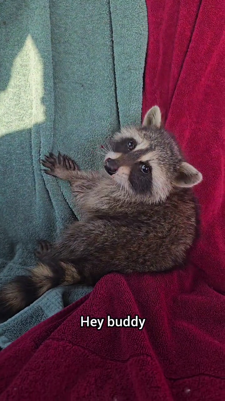 Hey buddy