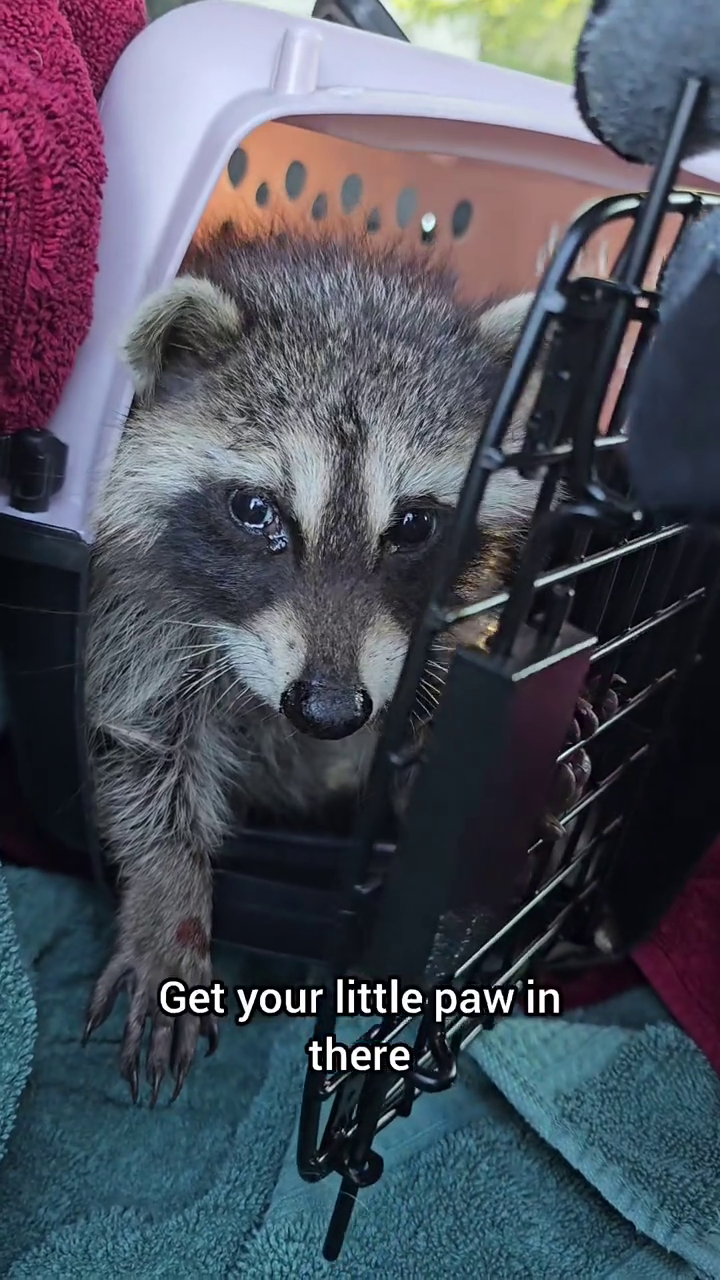 Get your little paw in there