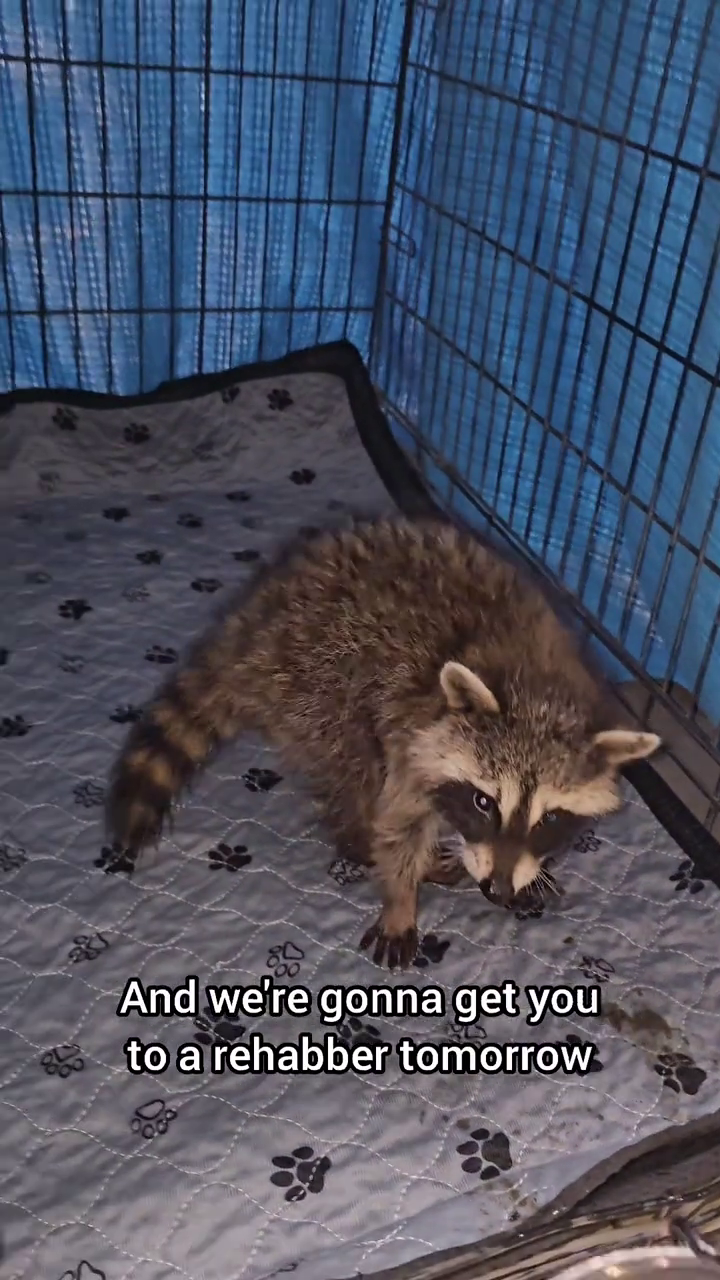 And we're gonna get you to a rehabber tomorrow