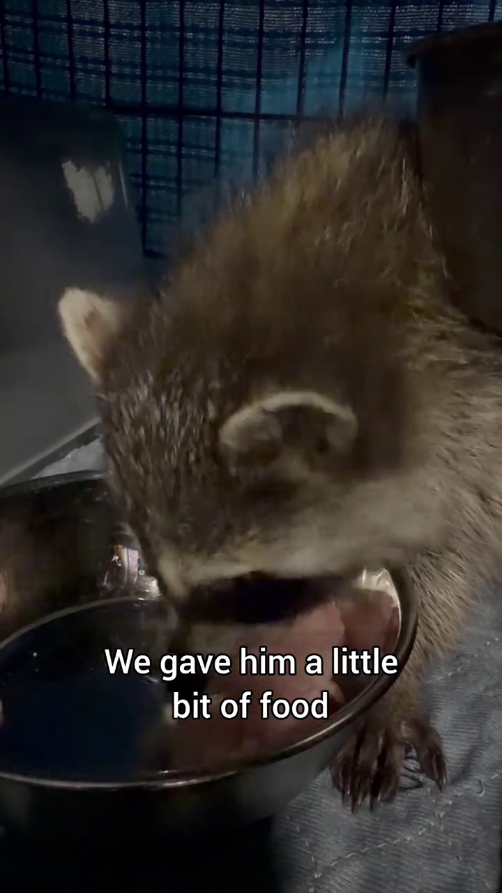 We gave him a little bit of food