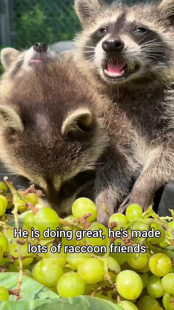 He is doing great, he's made lots of raccoon friends