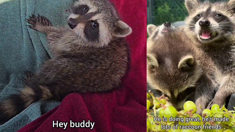Hey buddy He is doing great, he's made lots of raccoon friends