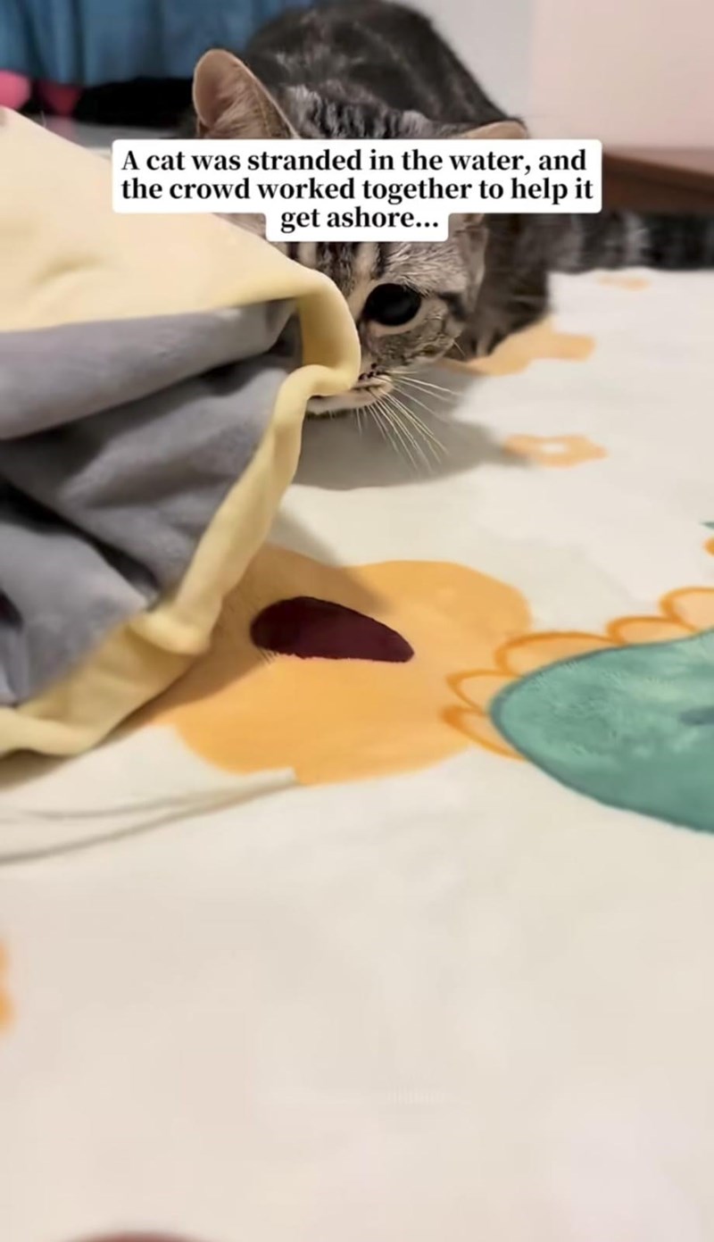 A cat was stranded in the water, and the crowd worked together to help it get ashore...