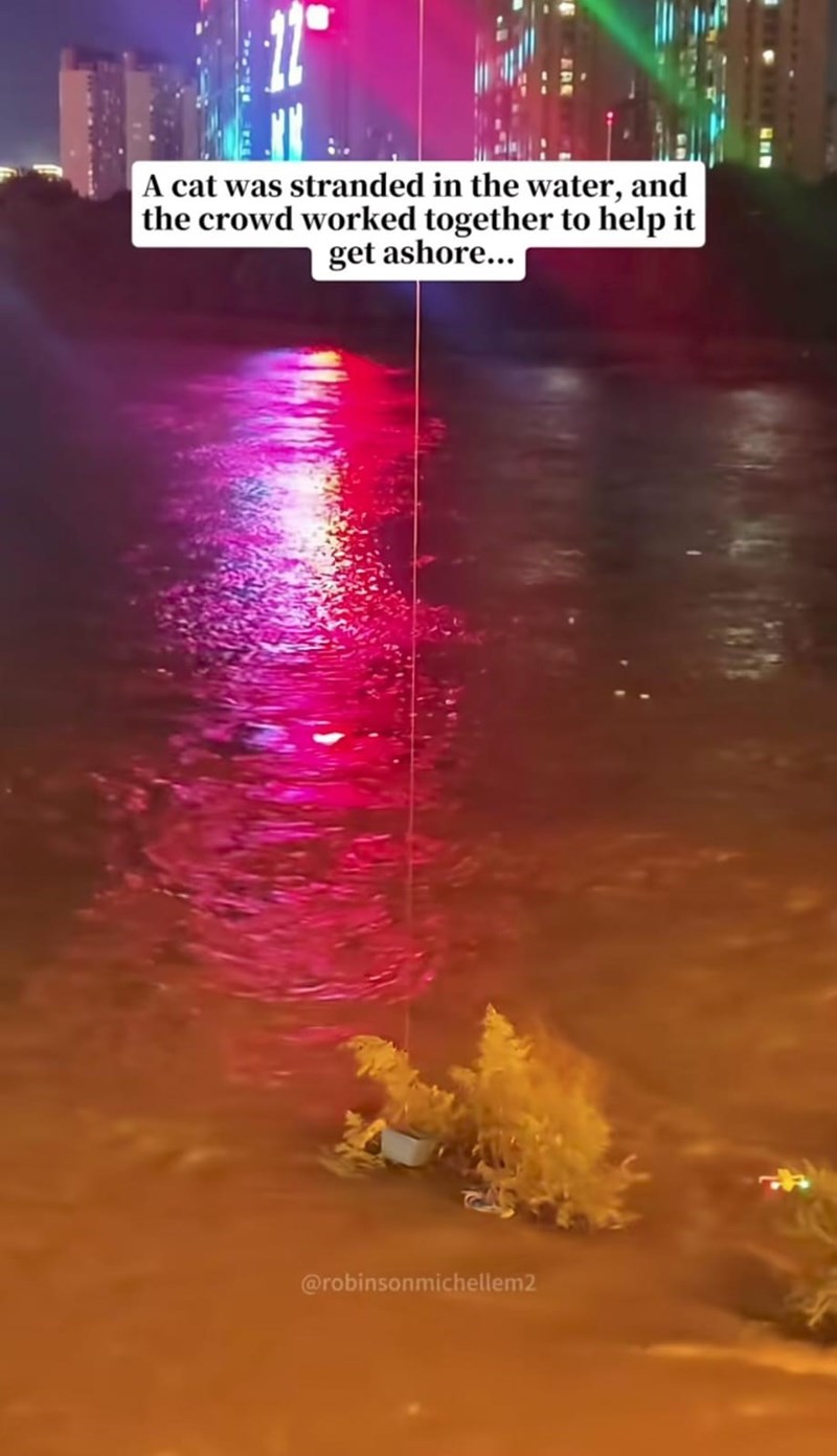 A cat was stranded in the water, and the crowd worked together to help it get ashore... @robinsonmichellem2