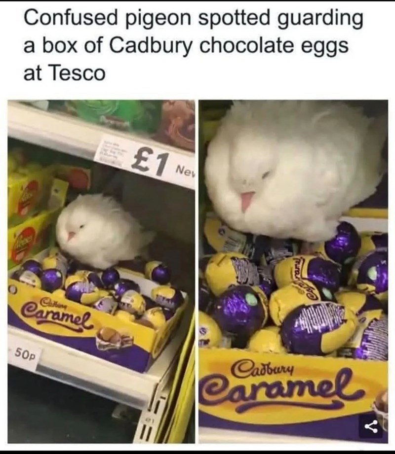 Confused pigeon spotted guarding a box of Cadbury chocolate eggs at Tesco £1 Nev Cakery Caramel 50p Cadbury Caramel :