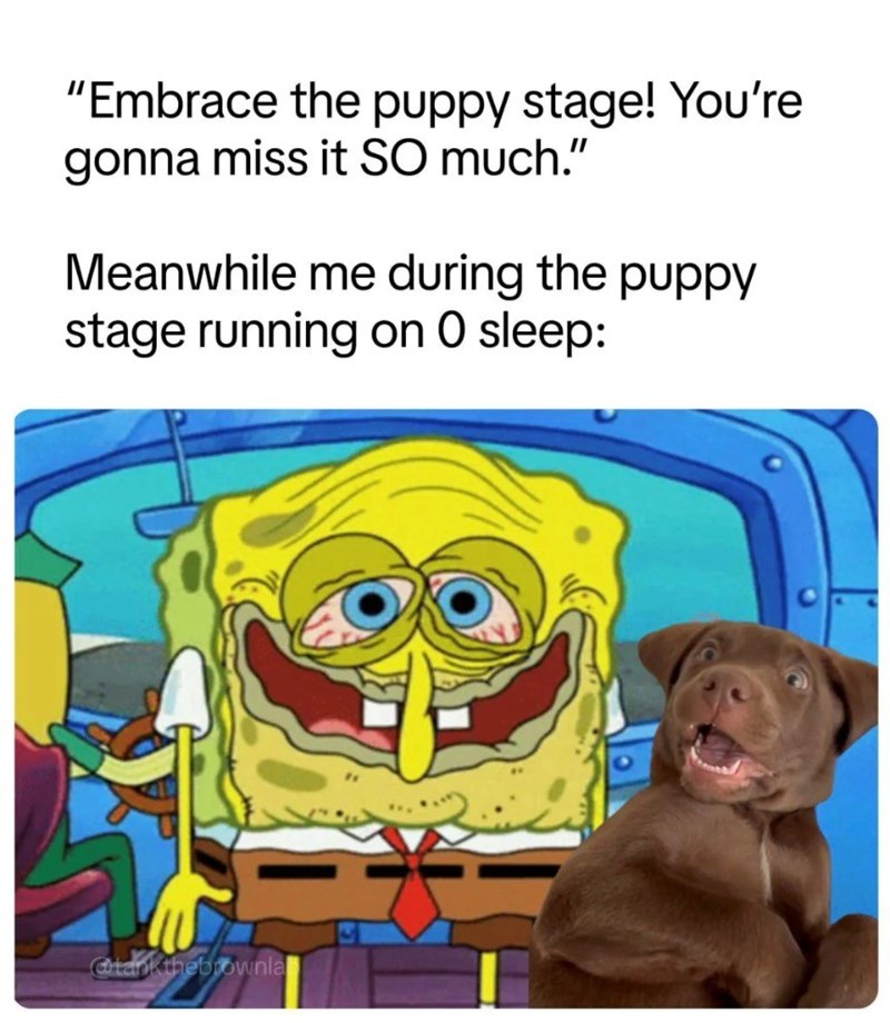 "Embrace the puppy stage! You're gonna miss it SO much." Meanwhile me during the puppy stage running on O sleep: @tankthebrownla