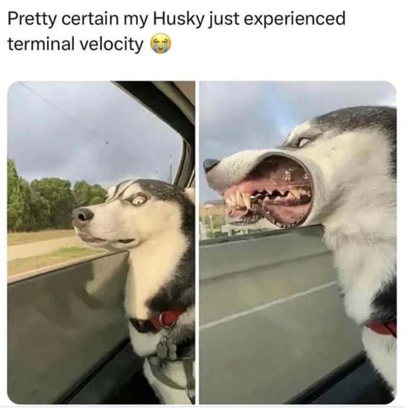 Pretty certain my Husky just experienced terminal velocity