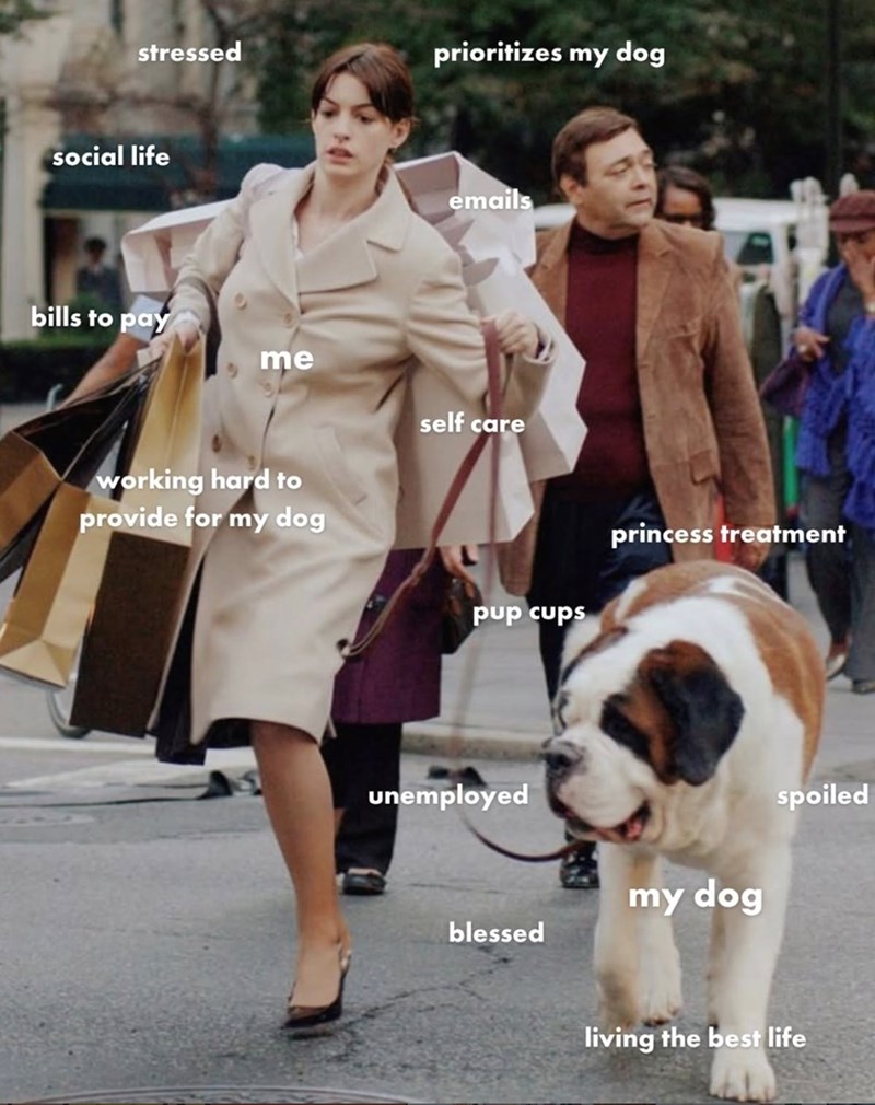 stressed social life bills to pay me prioritizes my dog emails working hard to provide for my dog self care princess treatment pup cups unemployed blessed my dog spoiled living the best life