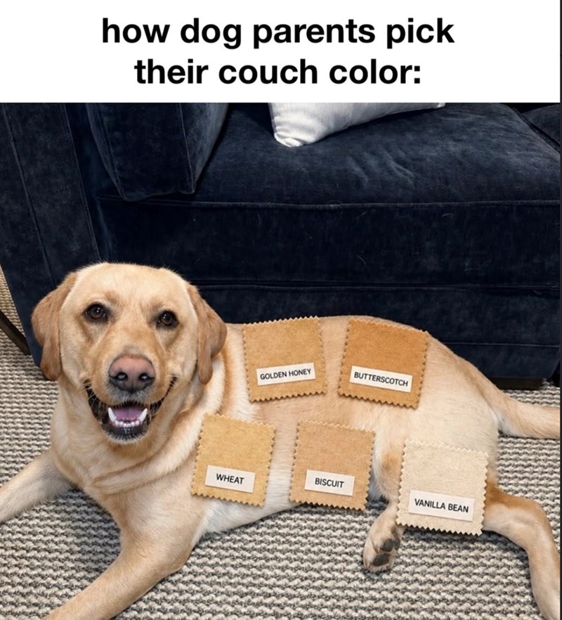 how dog parents pick their couch color: GOLDEN HONEY BUTTERSCOTCH BISCUIT VANILLA BEAN WHEAT