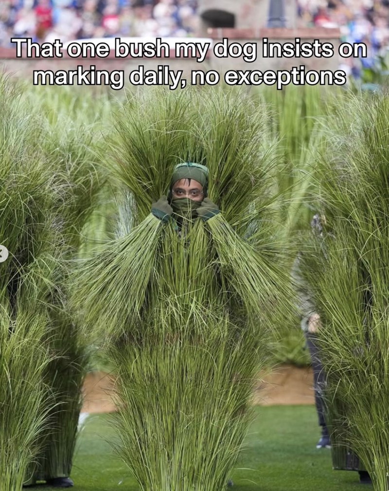 That one bush my dog insists on marking daily, no exceptions
