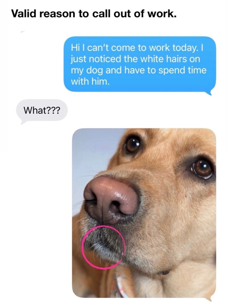Valid reason to call out of work. What??? Hi I can't come to work today. I just noticed the white hairs on my dog and have to spend time with him.