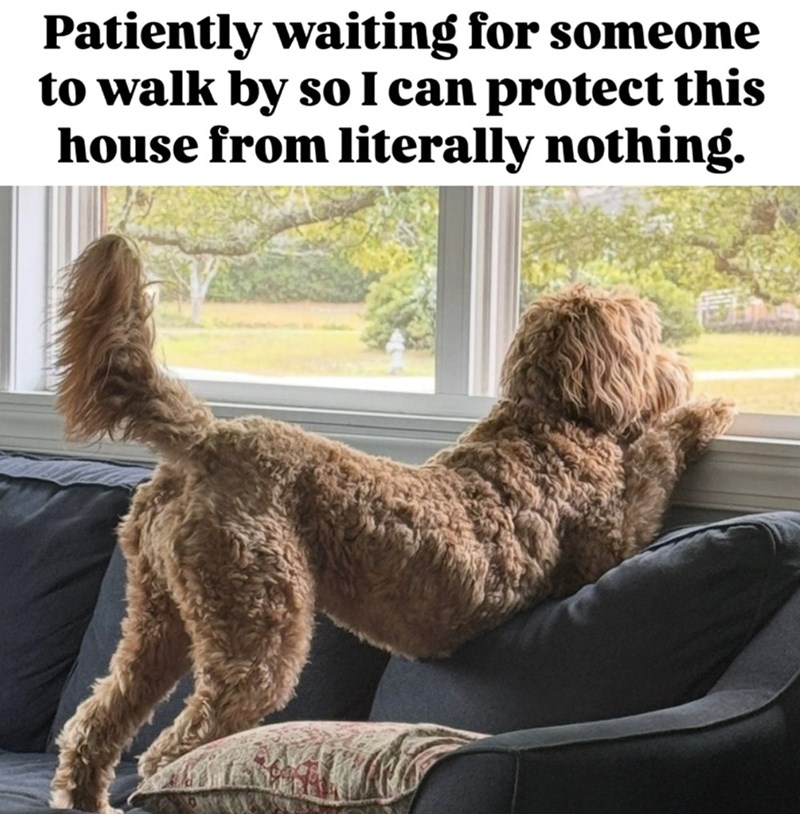 Patiently waiting for someone to walk by so I can protect this house from literally nothing.