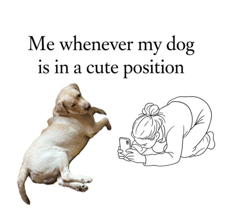 Me whenever my dog is in a cute position