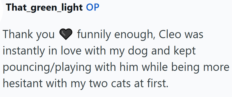 That_green_light OP Thank you funnily enough, Cleo was instantly in love with my dog and kept pouncing/playing with him while being more hesitant with my two cats at first.