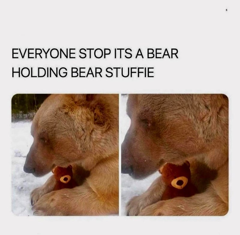 EVERYONE STOP ITS A BEAR HOLDING BEAR STUFFIE