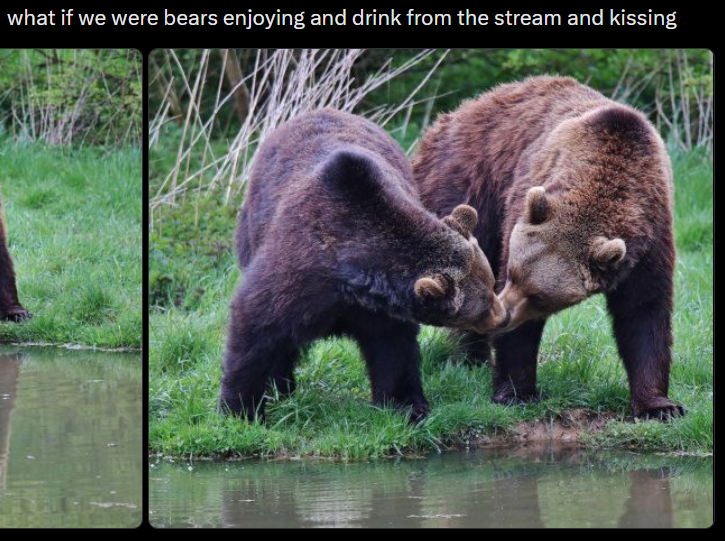 what if we were bears enjoying and drink from the stream and kissing