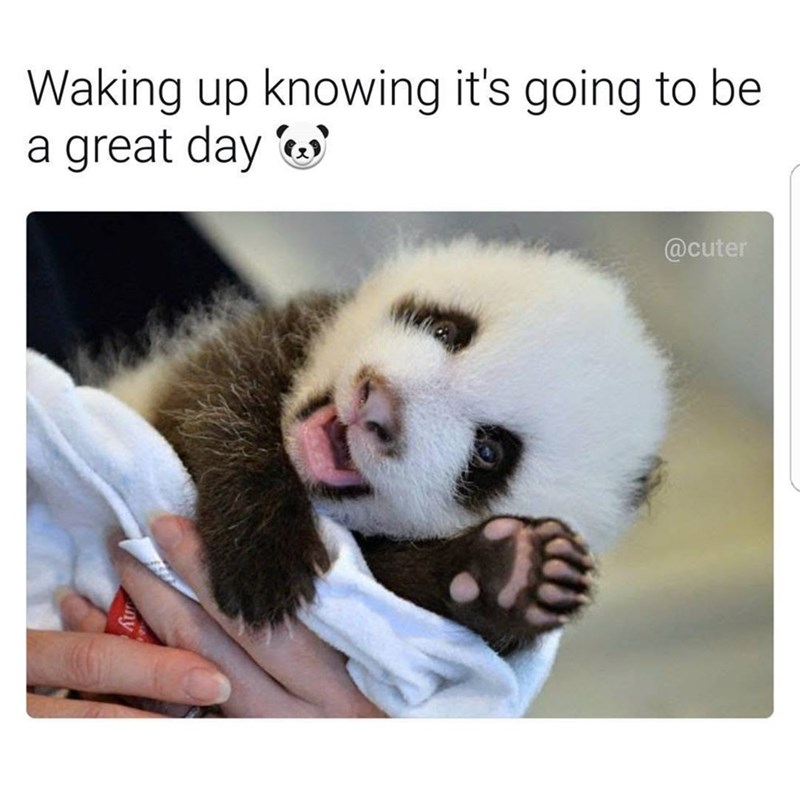 Waking up knowing it's going to be a great day @cuter