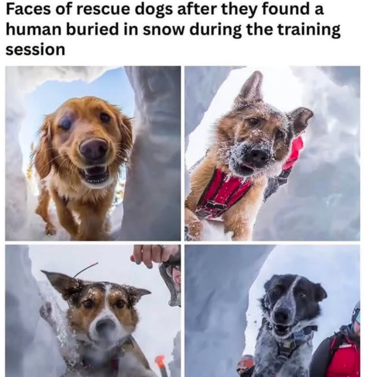 Faces of rescue dogs after they found a human buried in snow during the training session