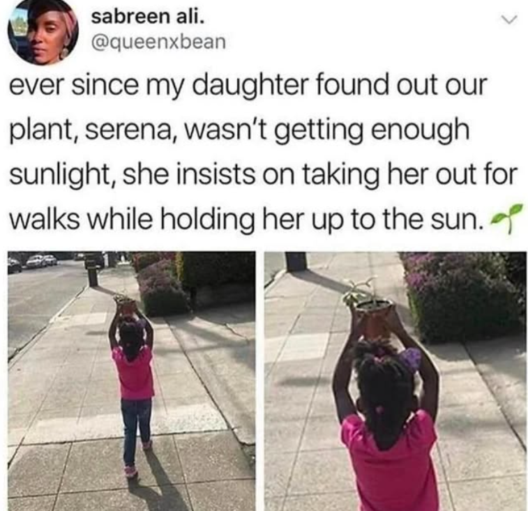 sabreen ali. @queenxbean ever since my daughter found out our plant, serena, wasn't getting enough sunlight, she insists on taking her out for walks while holding her up to the sun.