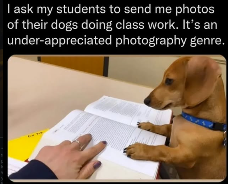 I ask my students to send me photos of their dogs doing class work. It's an under-appreciated photography genre.