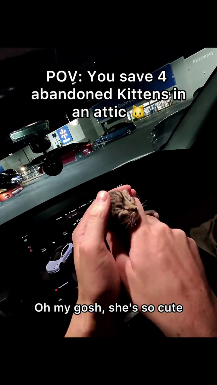 POV: You save 4 abandoned Kittens in Grocery an attic Oh my gosh, she's so cute Pharmacy